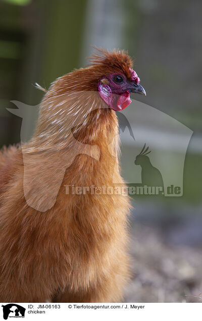 chicken / JM-06163