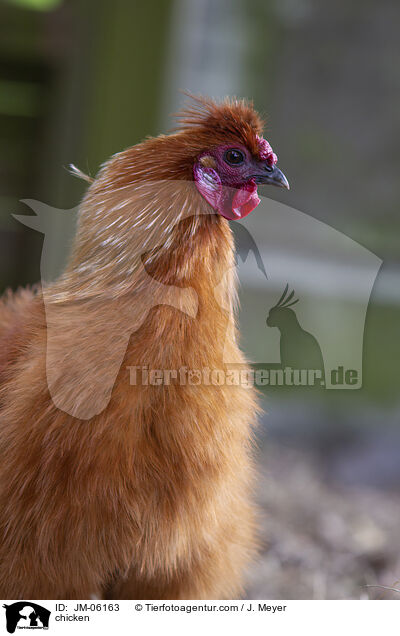 Huhn / chicken / JM-06163