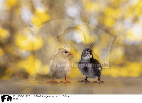 Kken / chick / JEG-01727
