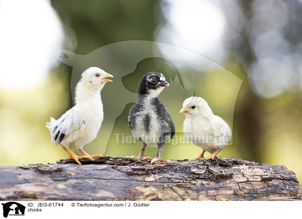 chicks / JEG-01744