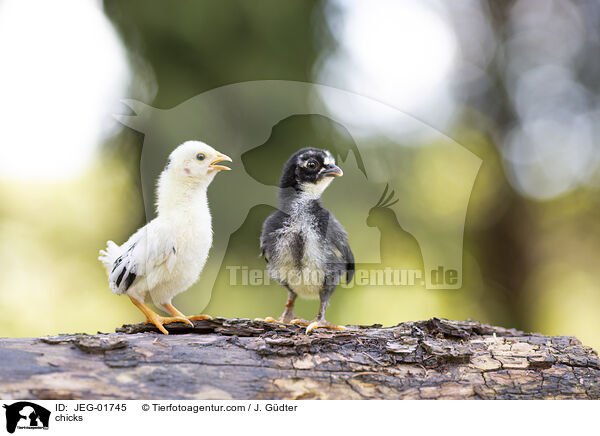 Kken / chicks / JEG-01745