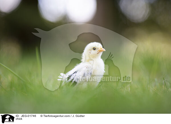 chick / JEG-01746