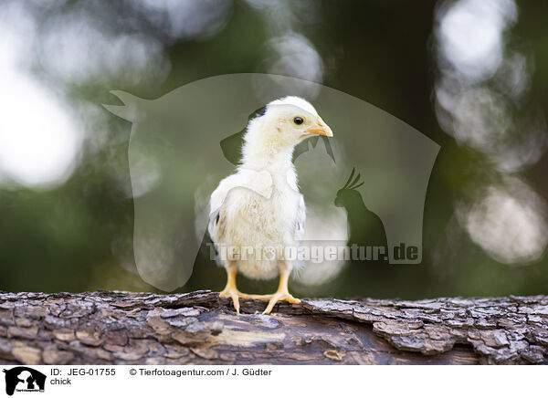 chick / JEG-01755