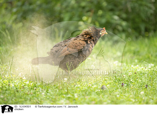 Huhn / chicken / VJ-04501