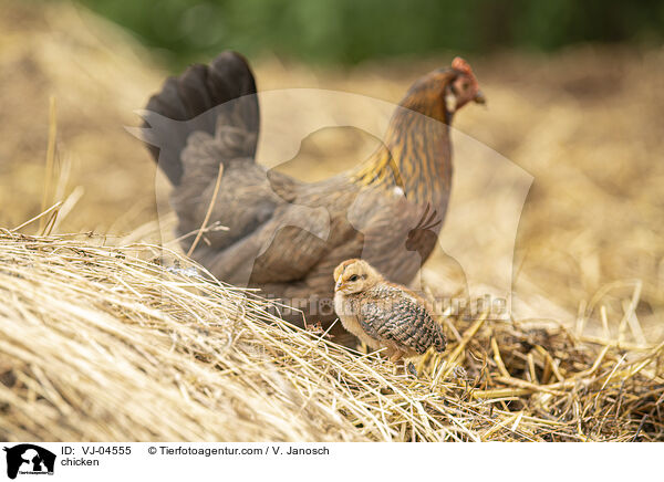 chicken / VJ-04555