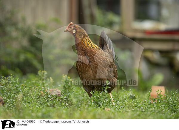 chicken / VJ-04566