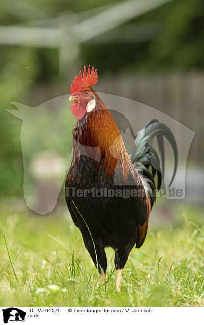 cock / VJ-04575