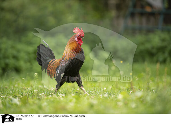 cock / VJ-04577
