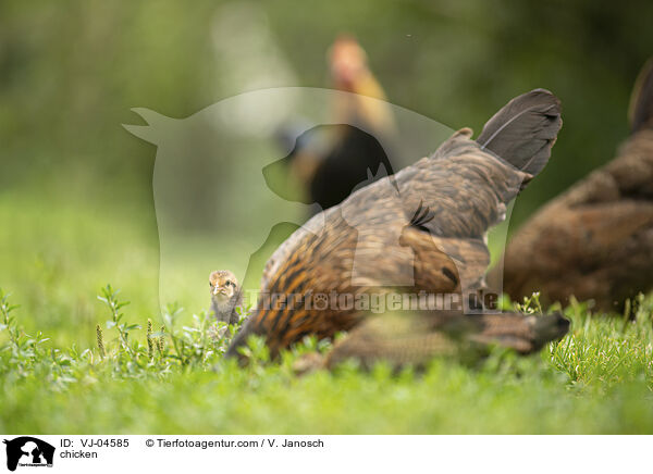 Hhner / chicken / VJ-04585