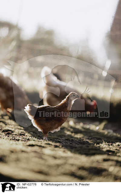 Hhner / chicken / NP-02776