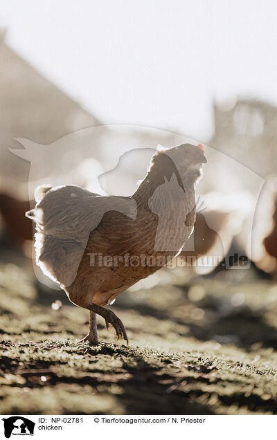 Huhn / chicken / NP-02781