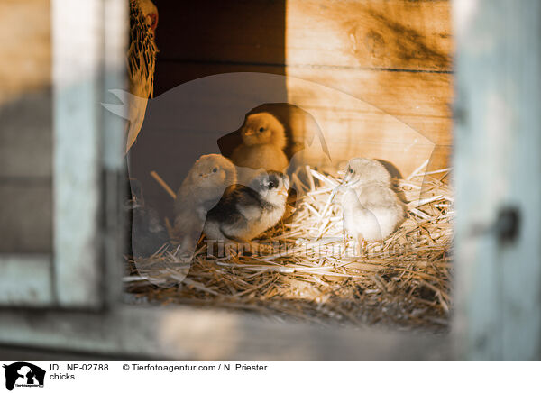 chicks / NP-02788