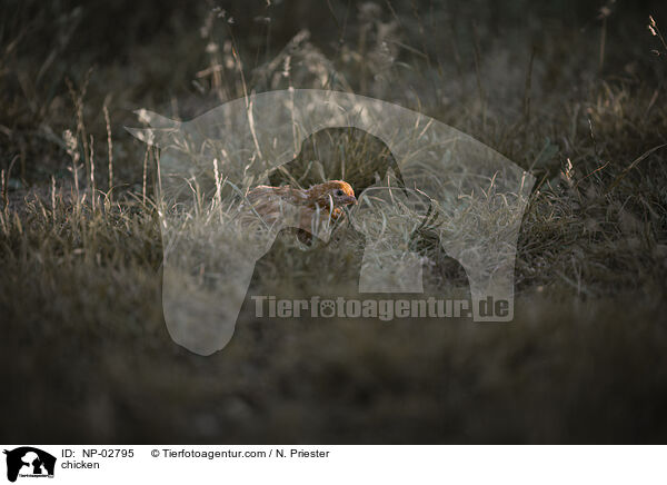 Huhn / chicken / NP-02795