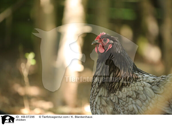 chicken / KB-07296