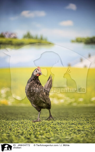 Huhn / chicken / JAM-04772