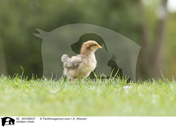 Hhnerkken / chicken chick / AH-08937
