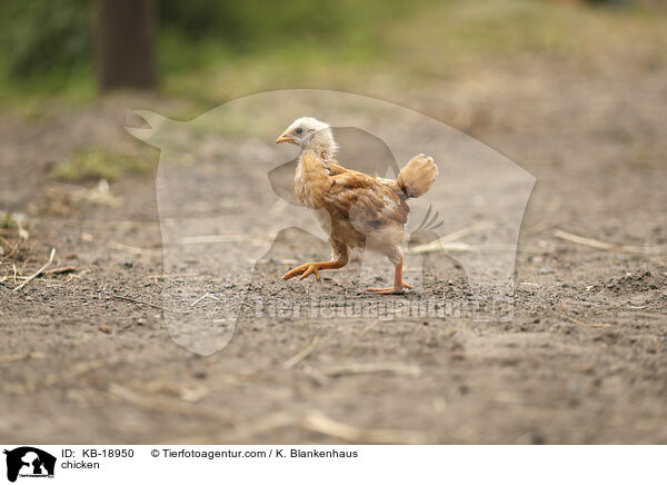 H�hnerk�ken / chicken / KB-18950