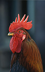 cock Portrait