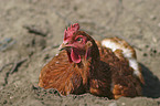 hen