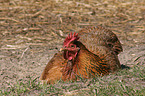 domestic fowl