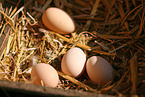 Brahma eggs