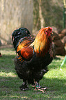 Brahma chicken