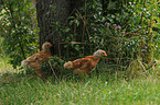 young chickens