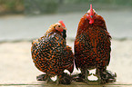 Dwarf Sablepoot Chicken