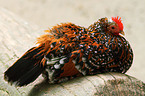 Dwarf Sablepoot Chicken