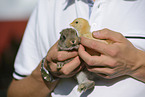 rabbit and chick