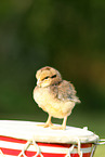 chick