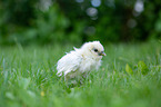 Chicks in the meadow