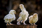 standing Chicks