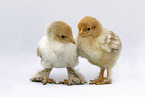 standing Chicks