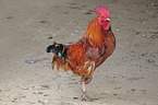 standing Cock