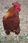 standing Cock