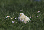 Chicken on the meadow