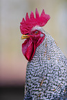 Cock portrait