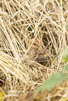 chick