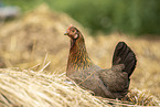 chicken