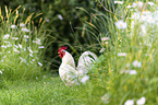 cock