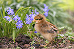 chick