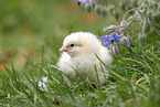 chick