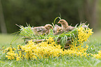 chicken chick