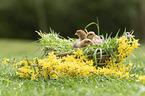 chicken chick