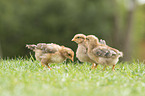 chicken chick