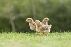 chicken chick