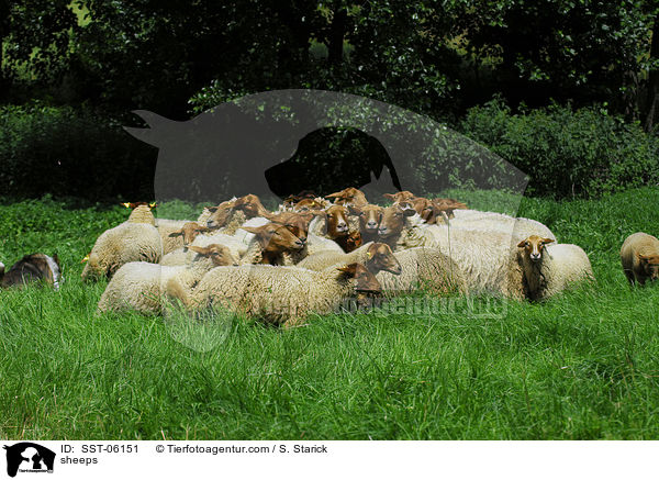 sheeps / SST-06151