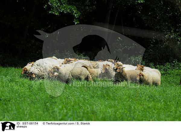 sheeps / SST-06154