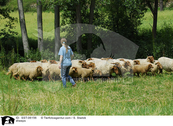 Coburger Fuchsschafe / sheeps / SST-06156